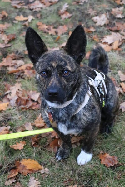 kl. Prinzessin sucht für immer Zuhause