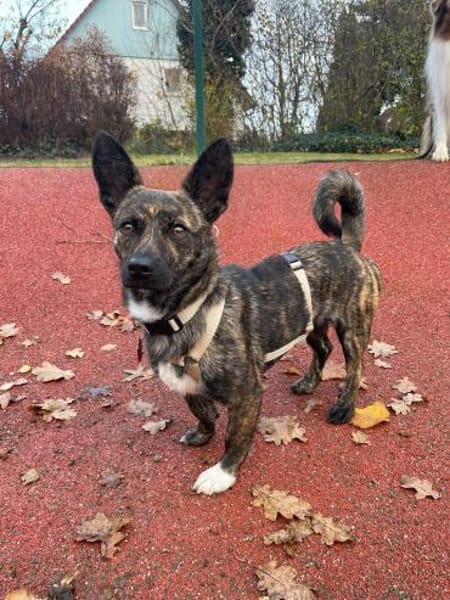 kl. Prinzessin sucht für immer Zuhause