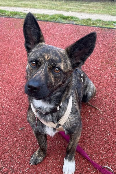 kl. Prinzessin sucht für immer Zuhause