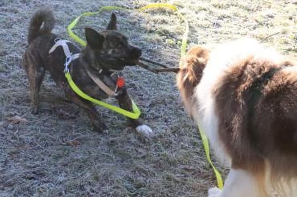 kl. Prinzessin sucht für immer Zuhause