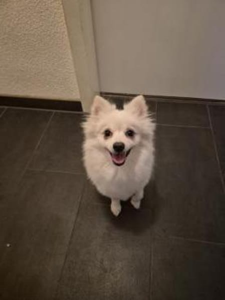 Lilly - aktive Hündin