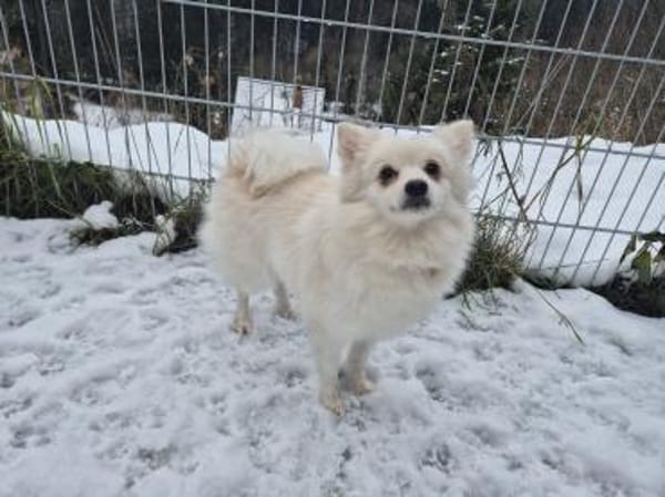 Lilly - aktive Hündin