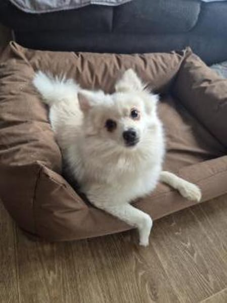 Lilly - aktive Hündin