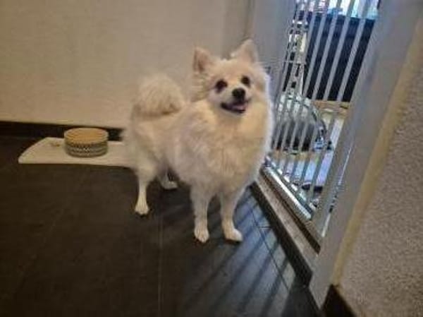 Lilly - aktive Hündin