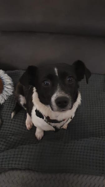 Lissy, verschmuste Mini-Hündin