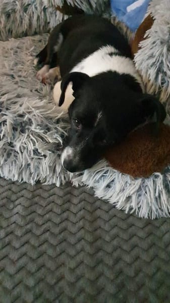 Lissy, verschmuste Mini-Hündin