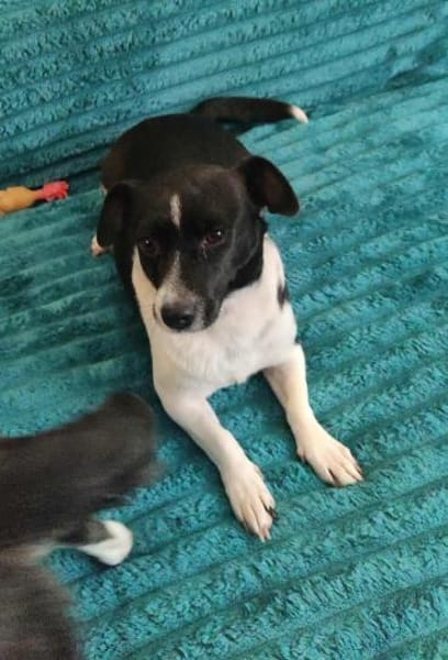 Lissy, verschmuste Mini-Hündin