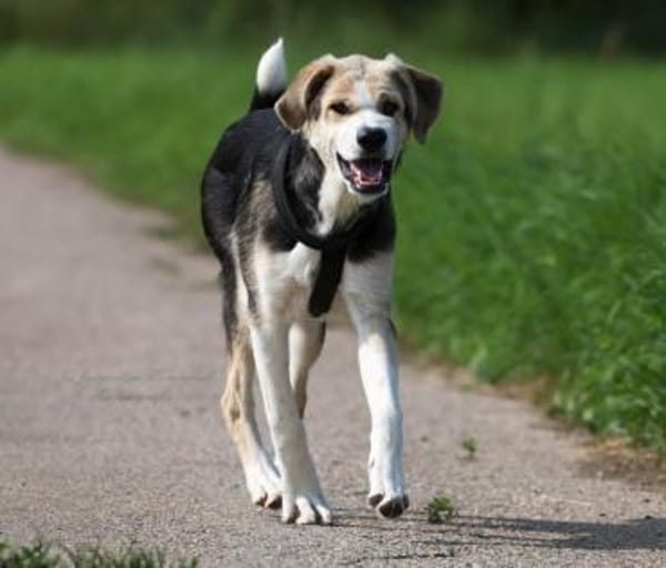 PLUMA - unser purer Sonnenschein 🌞