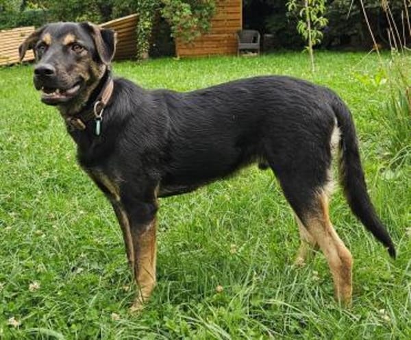 HULK - in 35799 Merenberg