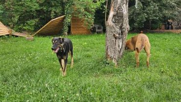 HULK - in 35799 Merenberg