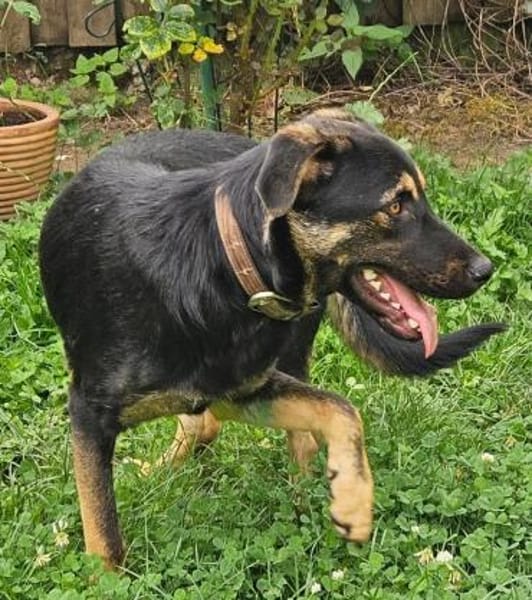 HULK - in 35799 Merenberg