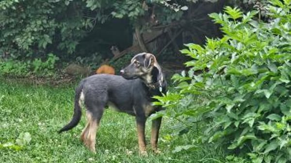 HULK - in 35799 Merenberg