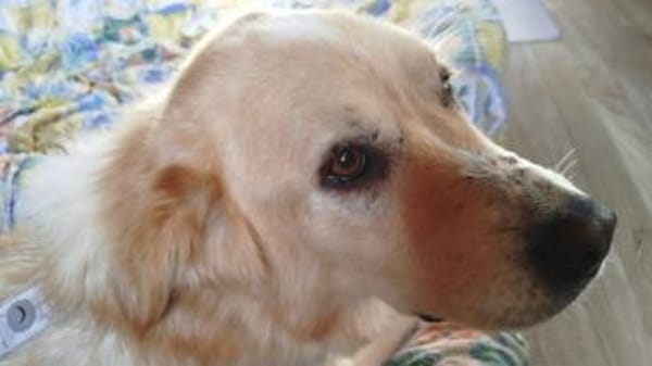 MONA - eine sanfte und soziale Hündin