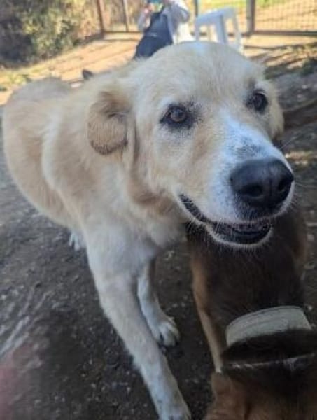 MONA - eine sanfte und soziale Hündin