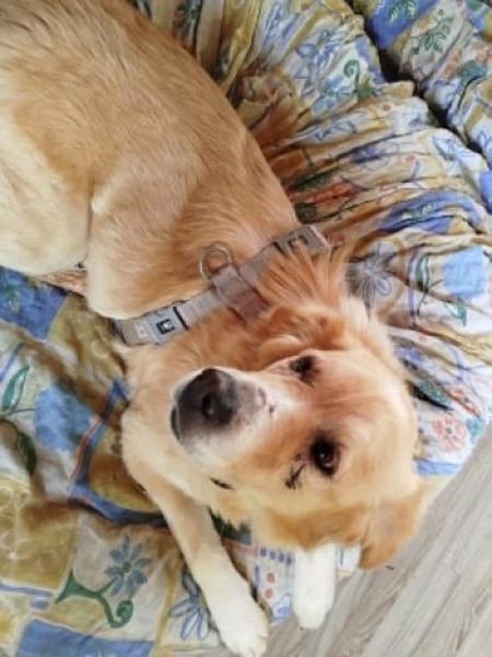 MONA - eine sanfte und soziale Hündin