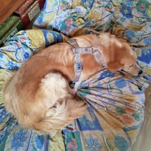 MONA - eine sanfte und soziale Hündin