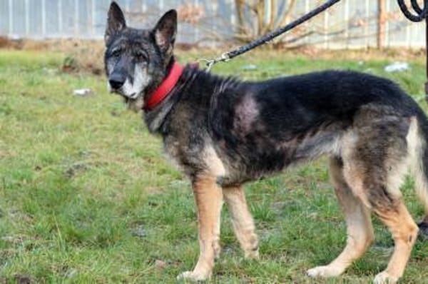 Nasfa, sportl. aktive Hündin