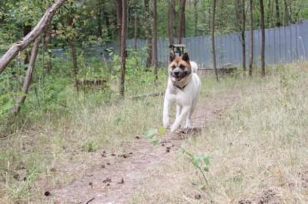 Hatschi, großer Kuschelbär