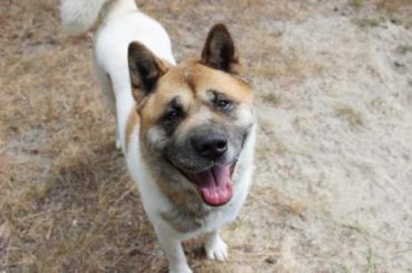 Hatschi, großer Kuschelbär