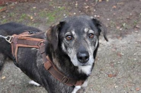 Buck, sanfter, ruhiger Rüde