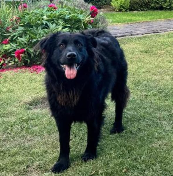 KIRON * besterFreund für seinen Menschen