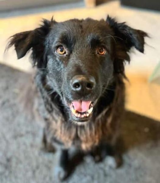 KIRON * besterFreund für seinen Menschen