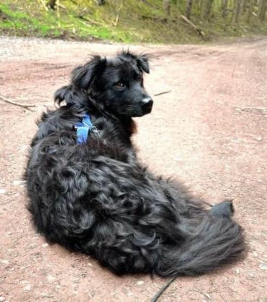 KIRON * besterFreund für seinen Menschen