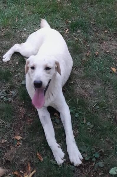 LENNI -rundum toller Junghund-