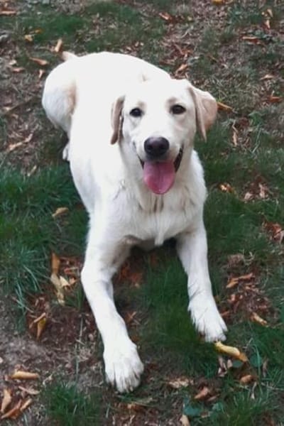 LENNI -rundum toller Junghund-