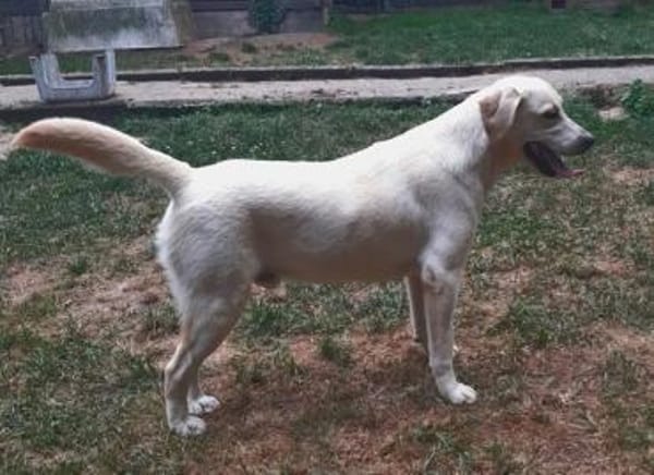 LENNI -rundum toller Junghund-