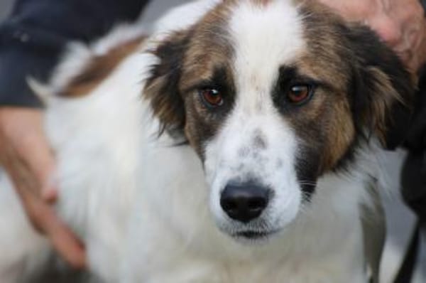 Tamas - unkomplizierter Jungrüde