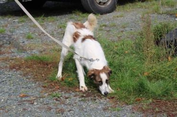 Tamas - unkomplizierter Jungrüde