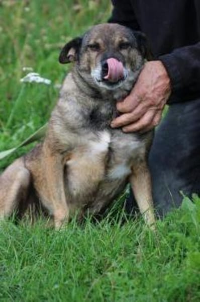 Bella - liebe, verschmuste Traumhündin