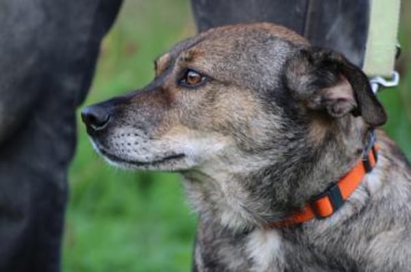 Bella - liebe, verschmuste Traumhündin