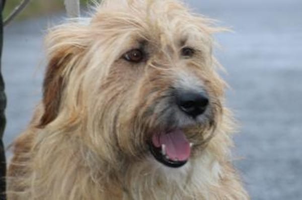 Ilio - hübscher Wuschelrüde