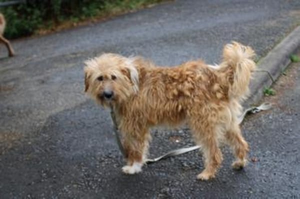 Ilio - hübscher Wuschelrüde