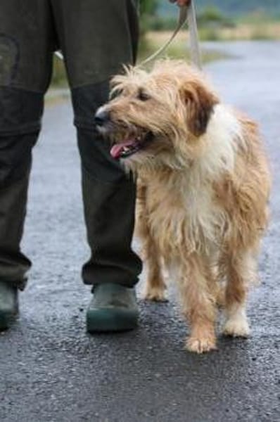 Ilio - hübscher Wuschelrüde