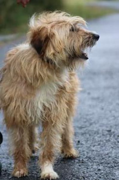 Ilio - hübscher Wuschelrüde