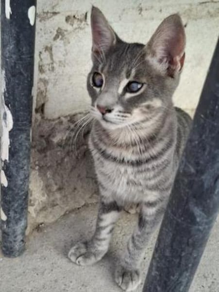 Lieber Kike kommt halb blind gut klar