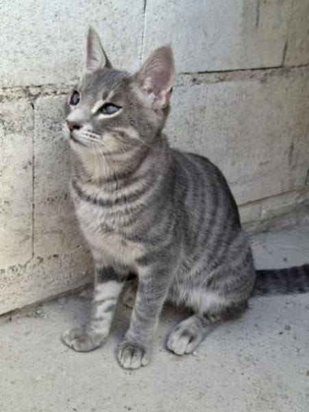 Lieber Kike kommt halb blind gut klar