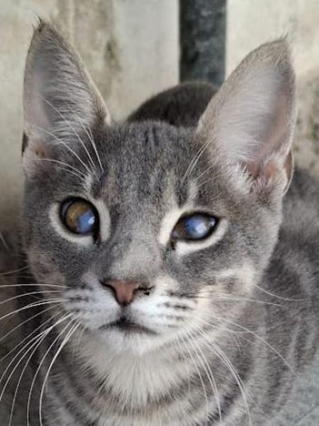 Lieber Kike kommt halb blind gut klar