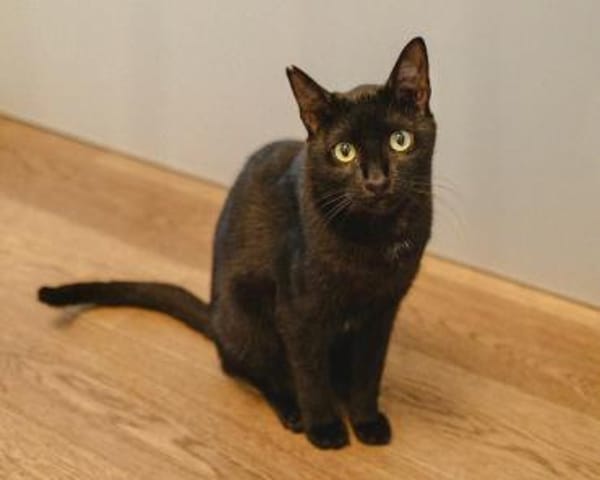 Vagos, sozialer Panther, ca. 1 Jahr