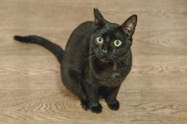 Vagos, sozialer Panther, ca. 1 Jahr