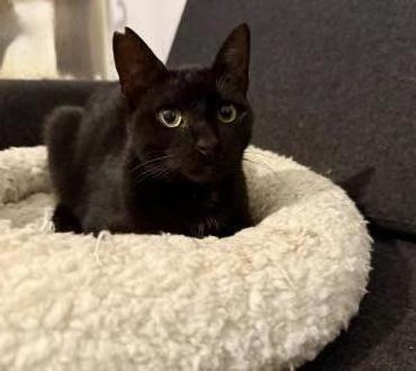 Vagos, sozialer Panther, ca. 1 Jahr