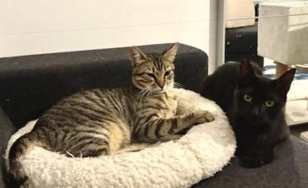 Vagos, sozialer Panther, ca. 1 Jahr