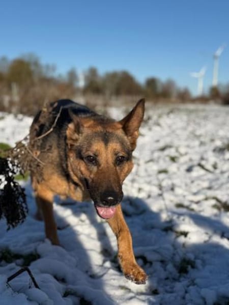 Eva - loyaler Wegbegleiterin