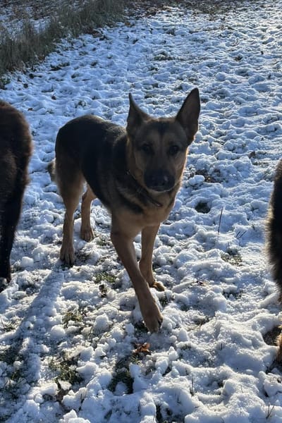 Eva - loyaler Wegbegleiterin