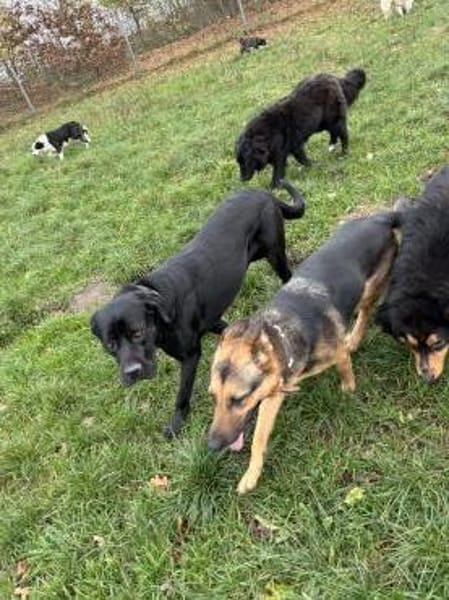 Eva - loyaler Wegbegleiterin