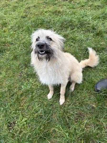 Sammy - Wuschel sucht geduldige Menschen