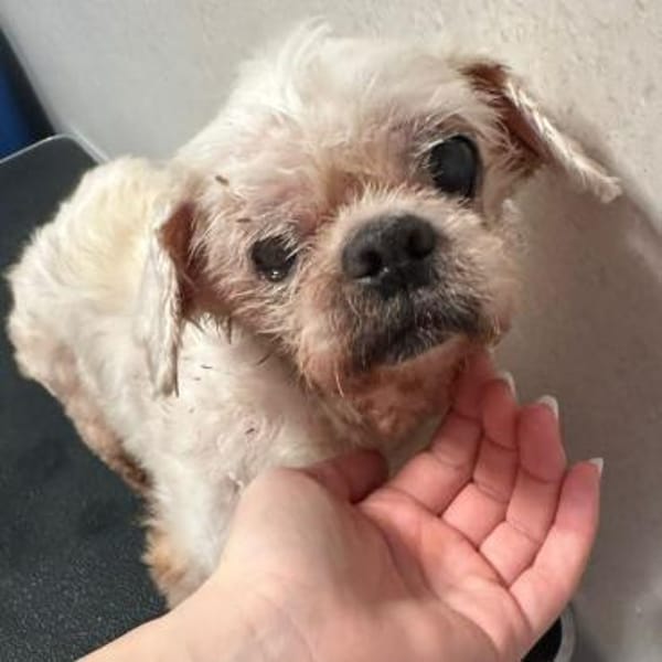 Senior Teo ❤ sucht seinen Gnadenplatz